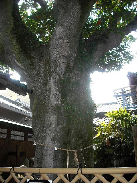 真鍋邸とホルトの樹