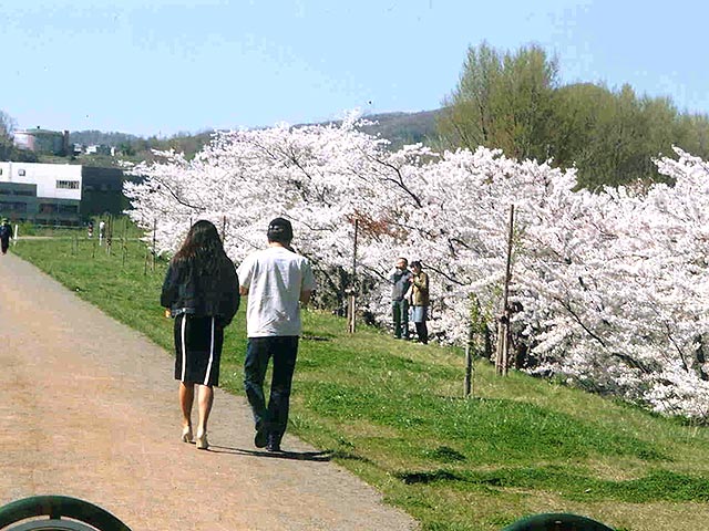 余市川堤防沿いの桜並木