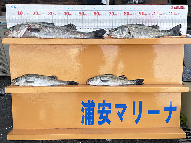 シーバスなら1年中お楽しみいただけます。ボートフィッシングデビューやお久しぶりの練習にもおすすめです！