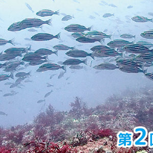舞浜の人魚 2点おまとめページ sddefault.jpg