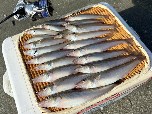 第8回 シロギス釣りにおけるGPS魚群探知機の活用法 | ヤマハ発動機